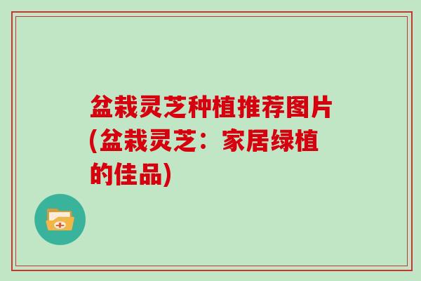 盆栽灵芝种植推荐图片(盆栽灵芝：家居绿植的佳品)