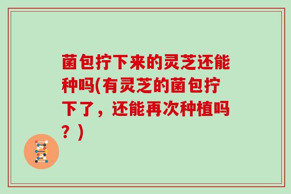 菌包拧下来的灵芝还能种吗(有灵芝的菌包拧下了,还能再次种植吗?) 菌包拧下来的灵芝还能种吗(有灵芝的菌包拧下了,还能再次种植吗?)