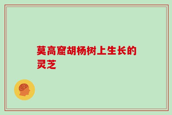 莫高窟胡杨树上生长的灵芝 莫高窟胡杨树上生长的灵芝