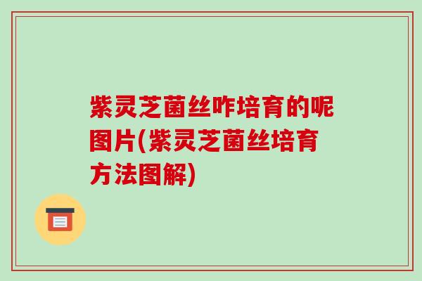 紫灵芝菌丝咋培育的呢图片(紫灵芝菌丝培育方法图解) 紫灵芝菌丝咋培育的呢图片(紫灵芝菌丝培育方法图解)