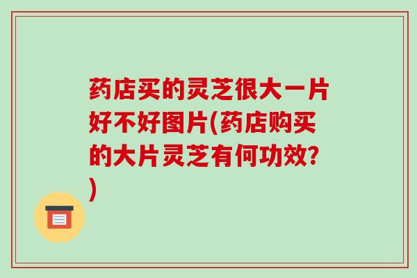 药店买的灵芝很大一片好不好图片(药店购买的大片灵芝有何功效?) 药店买的灵芝很大一片好不好图片(药店购买的大片灵芝有何功效?)