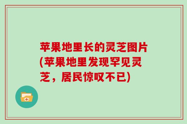 苹果地里长的灵芝图片(苹果地里发现罕见灵芝,居民惊叹不已) 苹果地里长的灵芝图片(苹果地里发现罕见灵芝,居民惊叹不已)