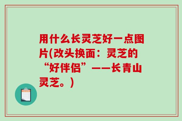 用什么长灵芝好一点图片(改头换面:灵芝的“好伴侣”——长青山灵芝。) 用什么长灵芝好一点图片(改头换面:灵芝的“好伴侣”——长青山灵芝。)