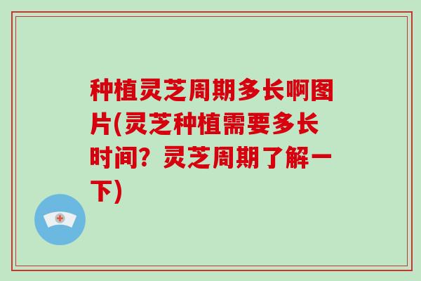 种植灵芝周期多长啊图片(灵芝种植需要多长时间?灵芝周期了解一下) 种植灵芝周期多长啊图片(灵芝种植需要多长时间?灵芝周期了解一下)