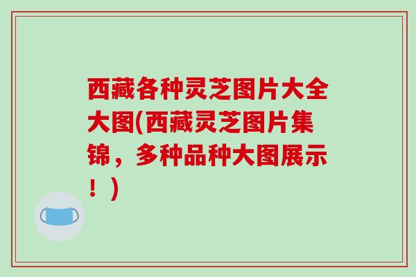 西藏各种灵芝图片大全大图(西藏灵芝图片集锦,多种品种大图展示!) 西藏各种灵芝图片大全大图(西藏灵芝图片集锦,多种品种大图展示!)