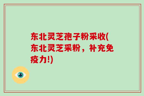 东北灵芝孢子粉采收(东北灵芝采粉,补充免疫力!) 东北灵芝孢子粉采收(东北灵芝采粉,补充免疫力!)