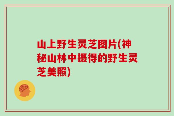 山上野生灵芝图片(神秘山林中摄得的野生灵芝美照)