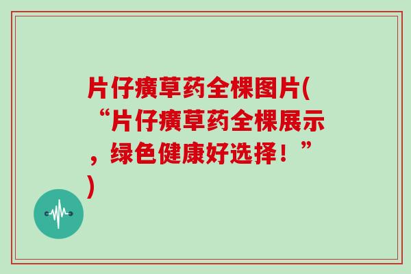 片仔癀草药全棵图片(“片仔癀草药全棵展示，绿色健康好选择！”)