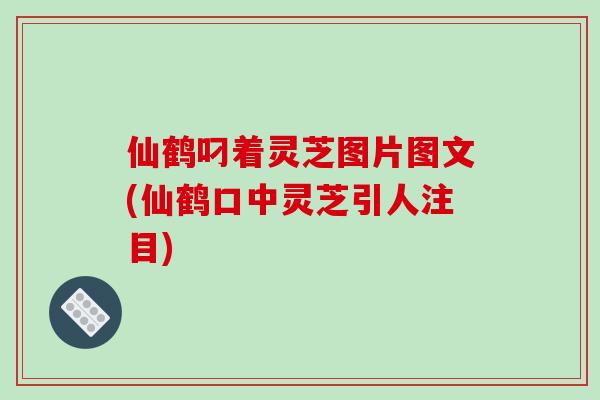 仙鹤叼着灵芝图片图文(仙鹤口中灵芝引人注目)