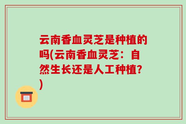 云南香灵芝是种植的吗(云南香灵芝：自然生长还是人工种植？)