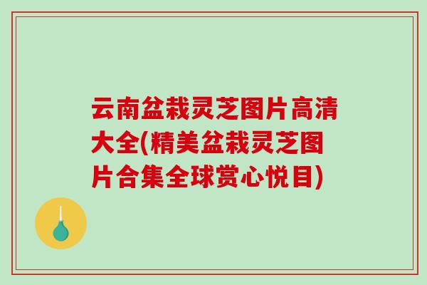 云南盆栽灵芝图片高清大全(精美盆栽灵芝图片合集全球赏心悦目)