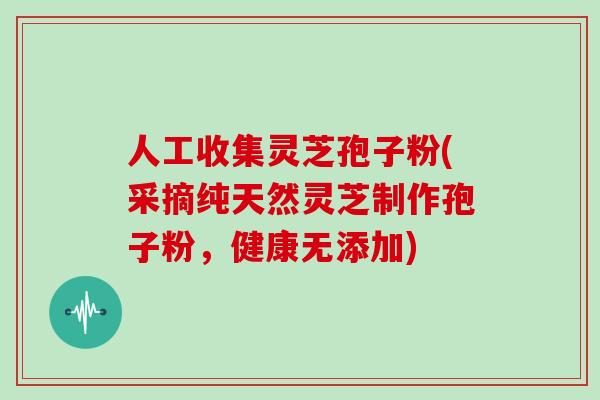 人工收集灵芝孢子粉(采摘纯天然灵芝制作孢子粉，健康无添加)