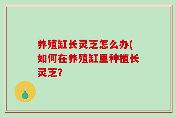 养殖缸长灵芝怎么办(如何在养殖缸里种植长灵芝？