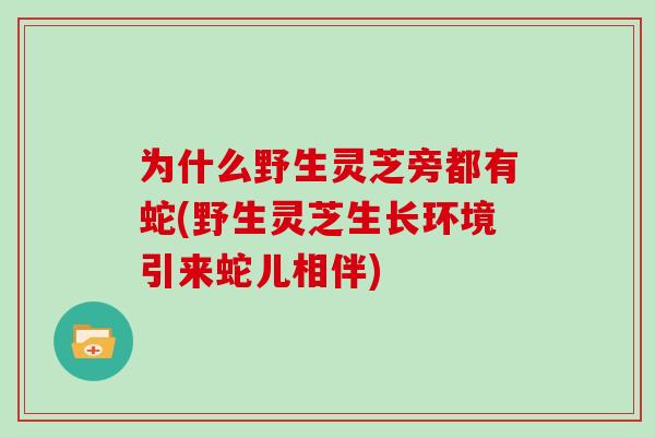为什么野生灵芝旁都有蛇(野生灵芝生长环境引来蛇儿相伴)