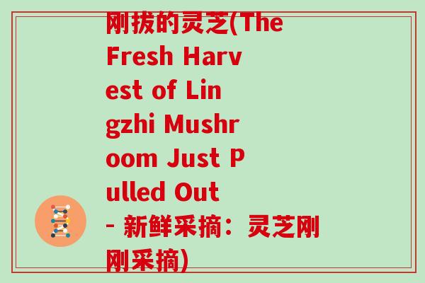刚拔的灵芝(The Fresh Harvest of Lingzhi Mushroom Just Pulled Out - 新鲜采摘：灵芝刚刚采摘)