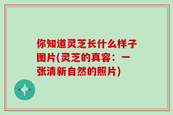 你知道灵芝长什么样子图片(灵芝的真容：一张清新自然的照片)