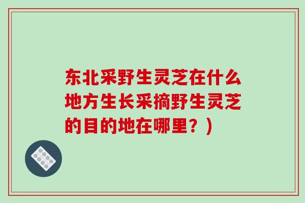 东北采野生灵芝在什么地方生长采摘野生灵芝的目的地在哪里？)