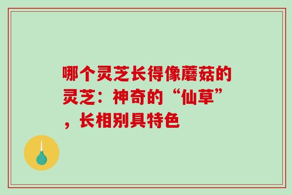 哪个灵芝长得像蘑菇的灵芝:神奇的“仙草”,长相别具特色 哪个灵芝长得像蘑菇的灵芝:神奇的“仙草”,长相别具特色