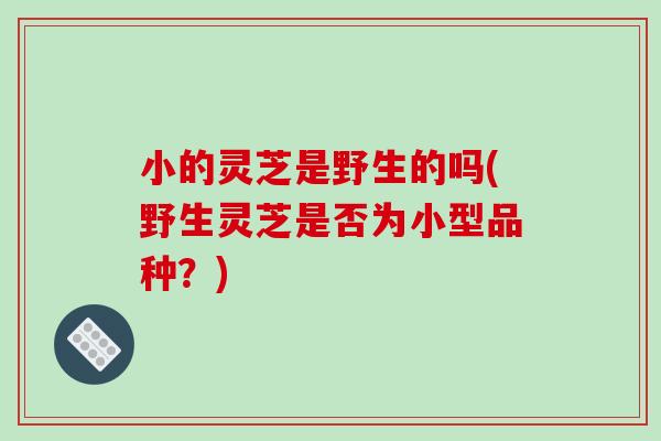 小的灵芝是野生的吗(野生灵芝是否为小型品种？)