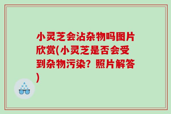 小灵芝会沾杂物吗图片欣赏(小灵芝是否会受到杂物污染？照片解答)