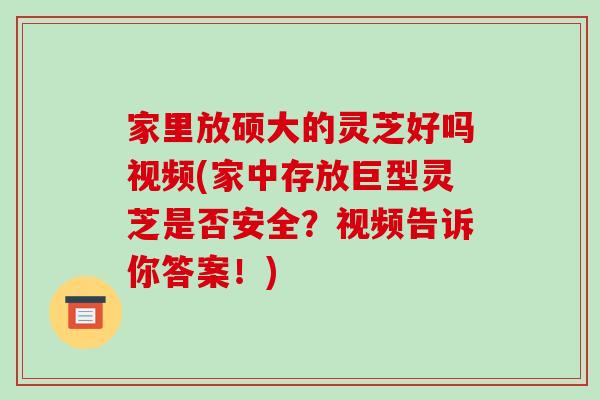 家里放硕大的灵芝好吗视频(家中存放巨型灵芝是否安全？视频告诉你答案！)