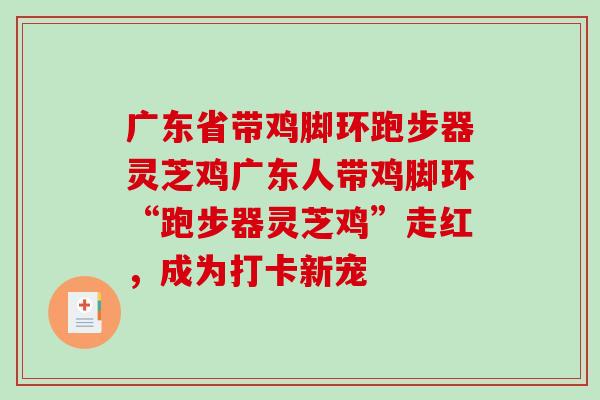 广东省带鸡脚环跑步器灵芝鸡广东人带鸡脚环“跑步器灵芝鸡”走红，成为打卡新宠