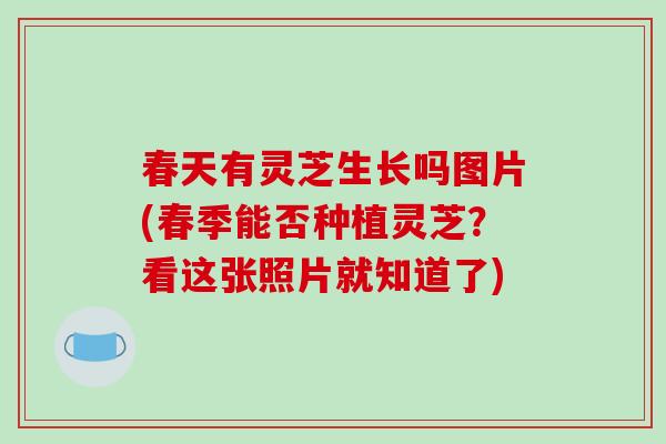 春天有灵芝生长吗图片(春季能否种植灵芝？看这张照片就知道了)