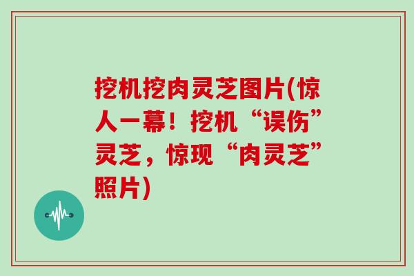 挖机挖肉灵芝图片(惊人一幕！挖机“误伤”灵芝，惊现“肉灵芝”照片)