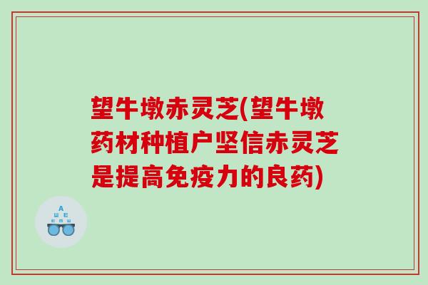 望牛墩赤灵芝(望牛墩药材种植户坚信赤灵芝是提高免疫力的良药) 望牛墩赤灵芝(望牛墩药材种植户坚信赤灵芝是提高免疫力的良药)