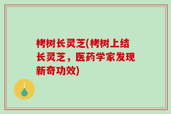 栲树长灵芝(栲树上结长灵芝，医药学家发现新奇功效)
