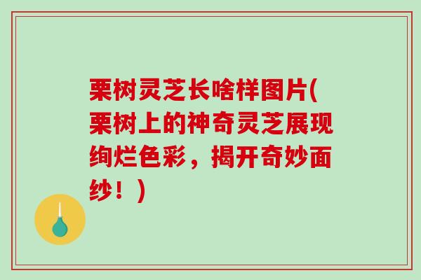 栗树灵芝长啥样图片(栗树上的神奇灵芝展现绚烂色彩，揭开奇妙面纱！)