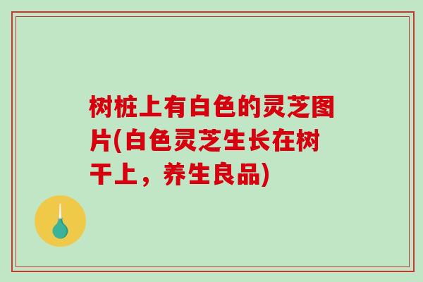 树桩上有白色的灵芝图片(白色灵芝生长在树干上，养生良品)