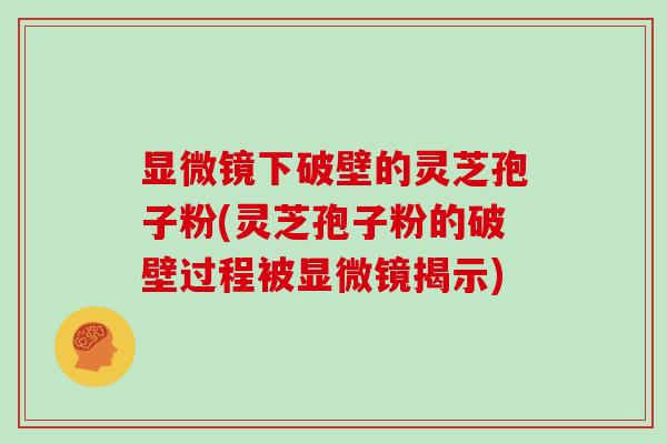 显微镜下破壁的灵芝孢子粉(灵芝孢子粉的破壁过程被显微镜揭示) 显微镜下破壁的灵芝孢子粉(灵芝孢子粉的破壁过程被显微镜揭示)