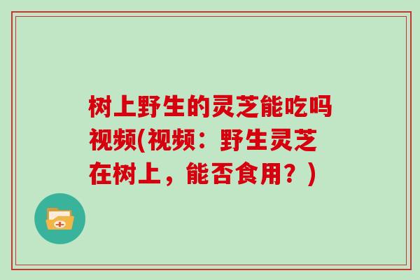 树上野生的灵芝能吃吗视频(视频：野生灵芝在树上，能否食用？)