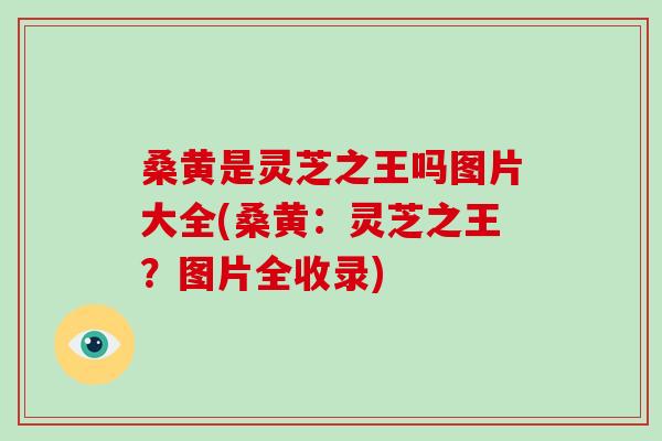桑黄是灵芝之王吗图片大全(桑黄:灵芝之王?图片全收录) 桑黄是灵芝之王吗图片大全(桑黄:灵芝之王?图片全收录)