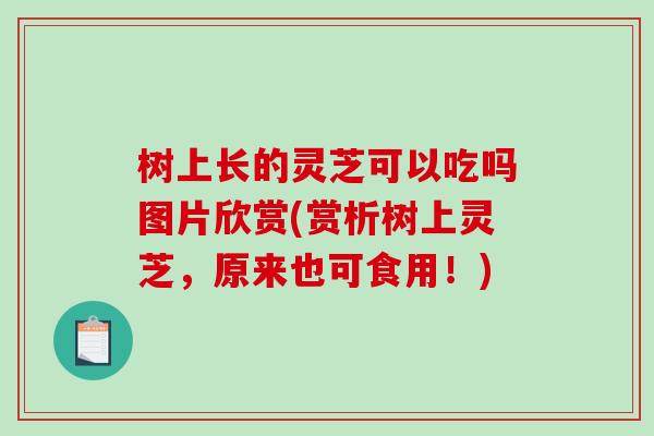 树上长的灵芝可以吃吗图片欣赏(赏析树上灵芝，原来也可食用！)