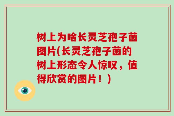 树上为啥长灵芝孢子菌图片(长灵芝孢子菌的树上形态令人惊叹，值得欣赏的图片！)