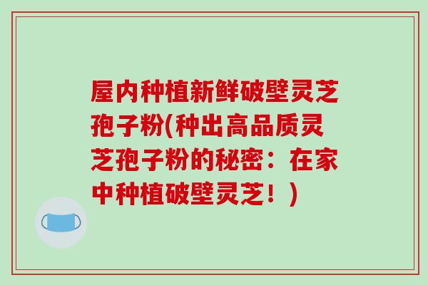 屋内种植新鲜破壁灵芝孢子粉(种出高品质灵芝孢子粉的秘密：在家中种植破壁灵芝！)