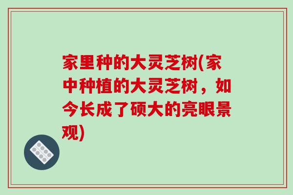 家里种的大灵芝树(家中种植的大灵芝树，如今长成了硕大的亮眼景观)