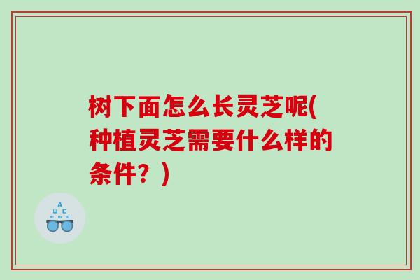 树下面怎么长灵芝呢(种植灵芝需要什么样的条件？)