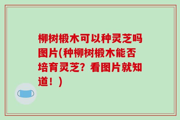 柳树椴木可以种灵芝吗图片(种柳树椴木能否培育灵芝？看图片就知道！)