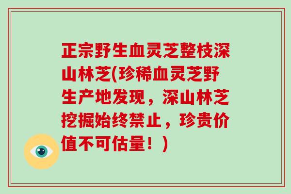 正宗野生灵芝整枝深山林芝(珍稀灵芝野生产地发现，深山林芝挖掘始终禁止，珍贵价值不可估量！)