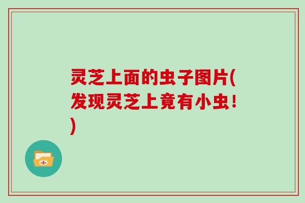 灵芝上面的虫子图片(发现灵芝上竟有小虫！)