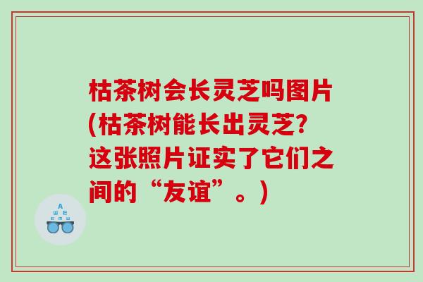 枯茶树会长灵芝吗图片(枯茶树能长出灵芝？这张照片证实了它们之间的“友谊”。)