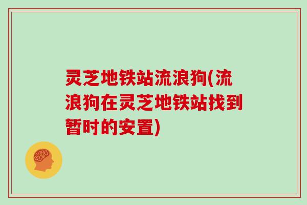 灵芝地铁站流浪狗(流浪狗在灵芝地铁站找到暂时的安置)