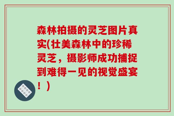 森林拍摄的灵芝图片真实(壮美森林中的珍稀灵芝，摄影师成功捕捉到难得一见的视觉盛宴！)