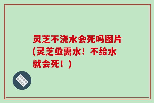 灵芝不浇水会死吗图片(灵芝亟需水！不给水就会死！)