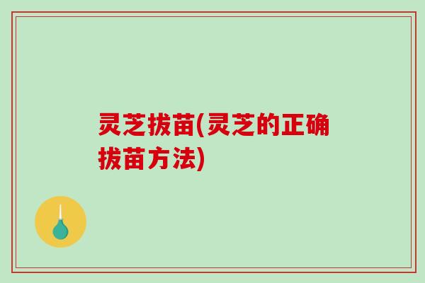 灵芝拔苗(灵芝的正确拔苗方法)