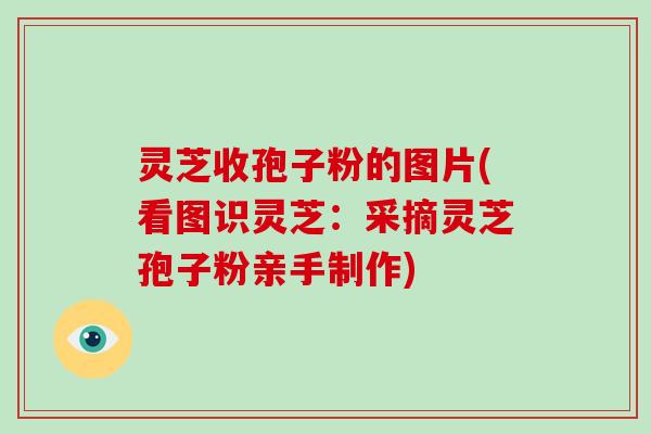 灵芝收孢子粉的图片(看图识灵芝：采摘灵芝孢子粉亲手制作)