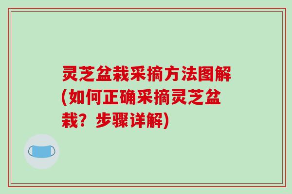 灵芝盆栽采摘方法图解(如何正确采摘灵芝盆栽？步骤详解)